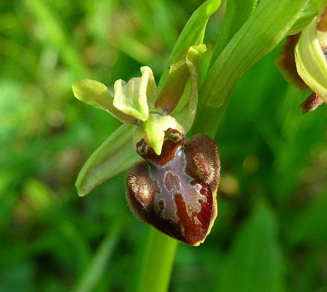 Ophrys sphegodes